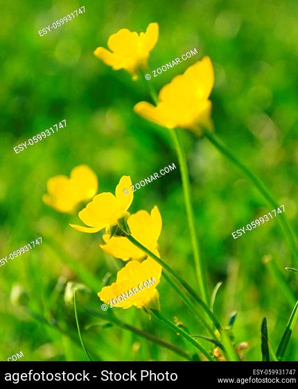 Hahnenfuss - Creeping Buttercup 06