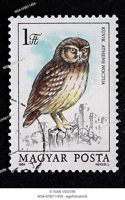 Little Owl Athene noctua, postage stamp, Hungary, 1984