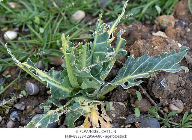 Pigeon, Columba palumbus, feeding damage to a cabbage plant in winter, Berkshire