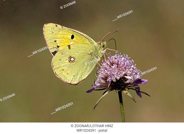 Colias crocea, Dark Clouded Yellow on Scabious