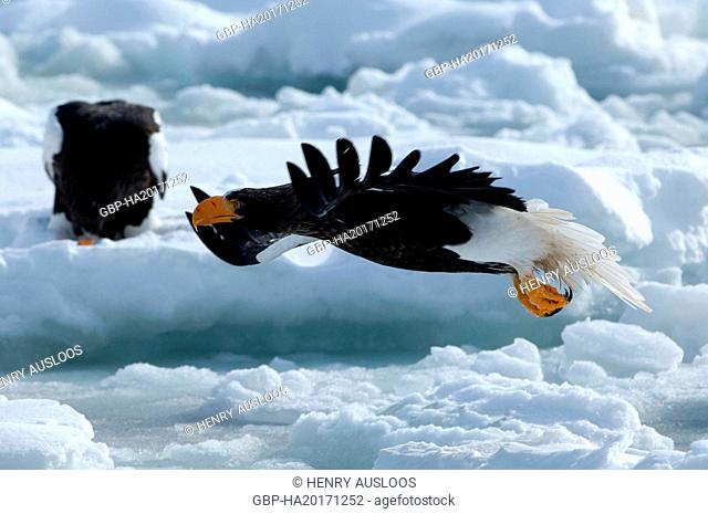 Steller's sea eagle (Haliaeetus pelagicus), Russia