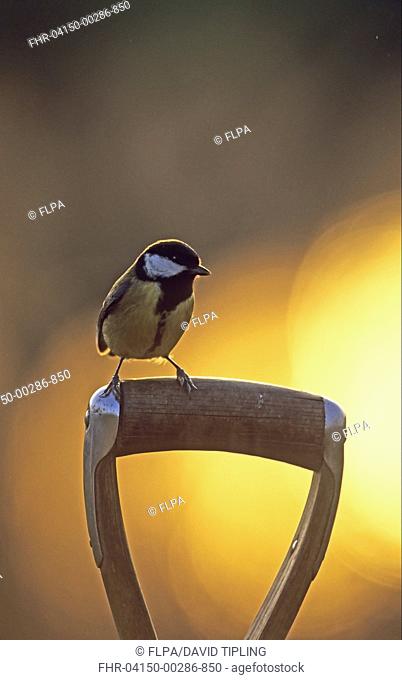 Great Tit Parus major adult, perched on tool handle in garden at sunset, England, winter