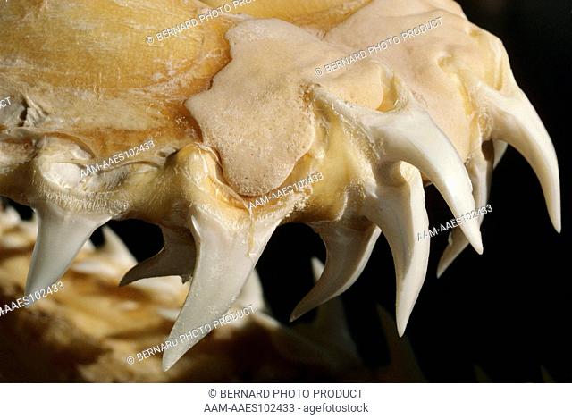 Shark Teeth - Snout of Mako (Isurus oxyrinchus)