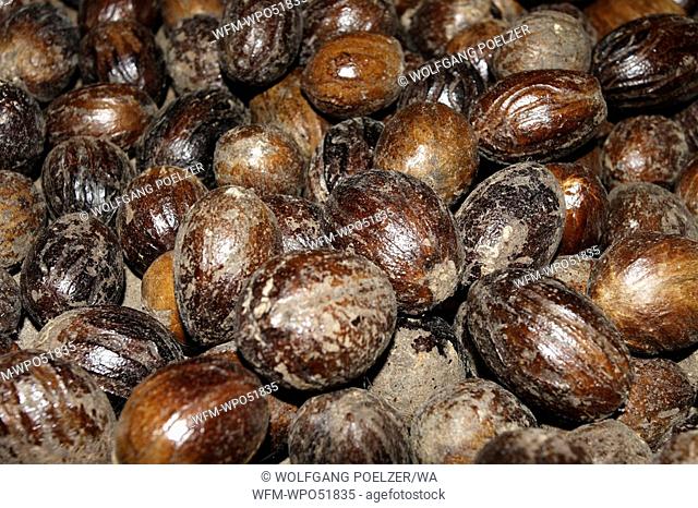 Drying Nutmegs, Myristica fragrans, Caribbean Sea, Grenada