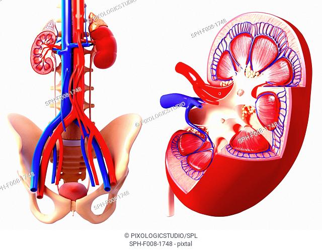 Human kidney, computer artwork
