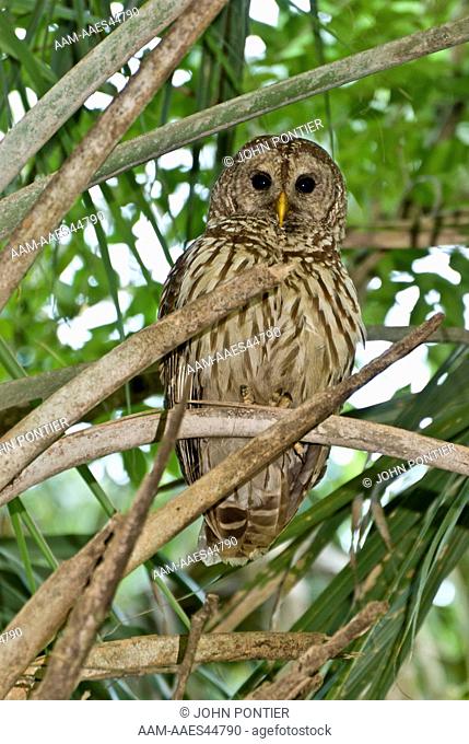 Barred Owl, Strix varia, Highlands Hammock State Park, Florida, USA
