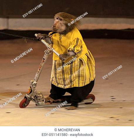 Monkey in a circus bike circus arena. Circus performance Macaque playing. Thailand Phuket