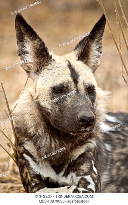 Wild Dog (Lycaon pictus). Mashatu Game Reserve - Botswana