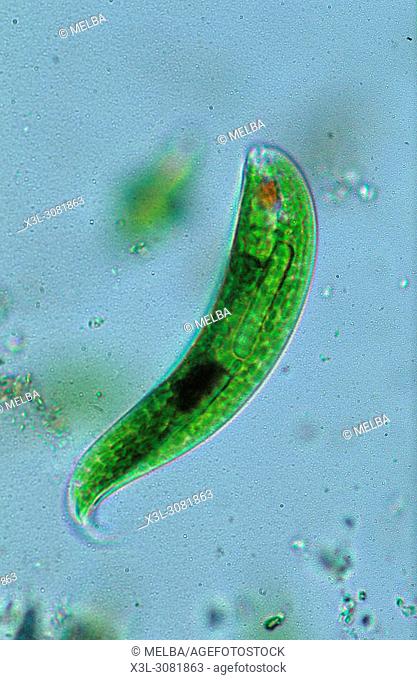 Euglena sp. Seaweed. Algae. Flagellate. Sarcomastigophora. Protozoan. Optic microscopy
