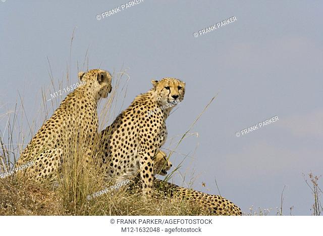 Cheetah looking over the Masai Mara