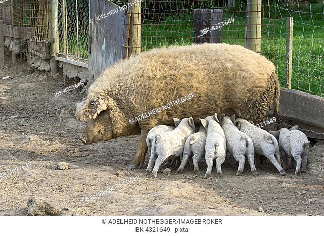Mangalica pig (Sus scrofa domestica), or Mangalitsa or Mangalitza suckling piglets, Hungarian breed of pig, Burgenland, Austria