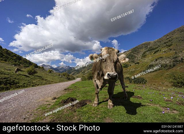 cow next to the track, Guarrinza valley, Aragonese Pyrenees, Huesca, Spain