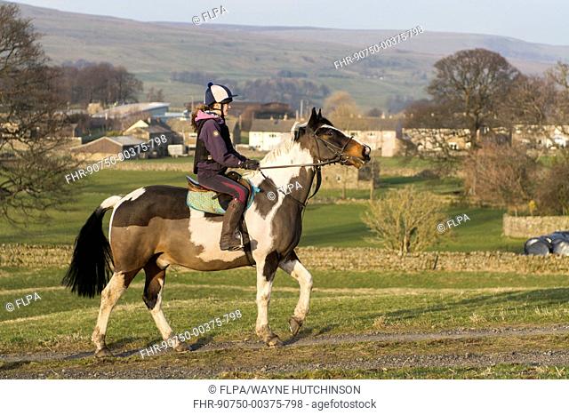 Girl taking pony for hack ride along country lane, near Hawes, Wensleydale, Yorkshire Dales N.P., North Yorkshire, England, March