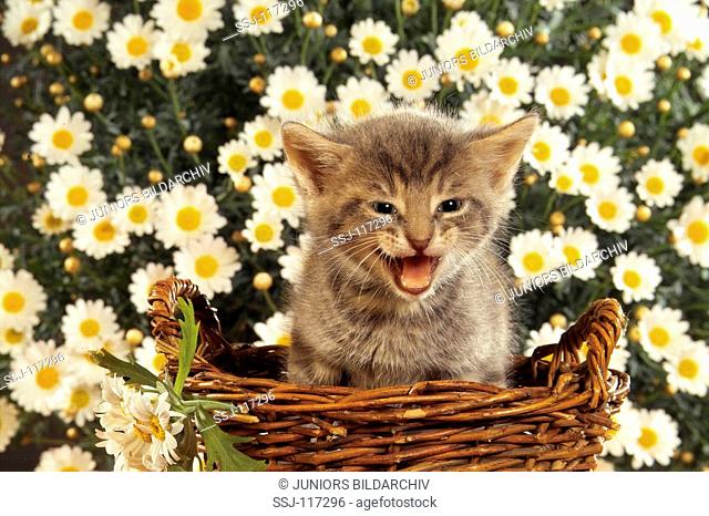 grey kitten - in basket - miaowing
