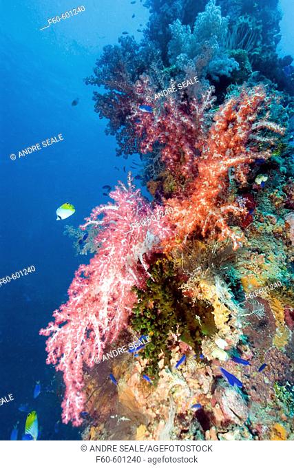 Mast encrusted with soft coral, Dendronephthya sp., Shinkoku Maru, Truk lagoon, Chuuk, Federated States of Micronesia, Pacific