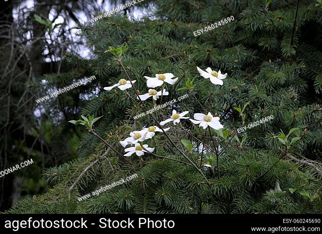Pacific Dogwood Cornus nuttallii, Cowichan Valley, Vancouver Island, British Columbia, Canada