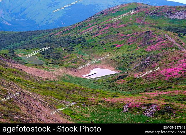 Pink rose rhododendron flowers on summer mountain slope. And remnants of melting snow in small valley. Carpathian, Chornohora, Ukraine