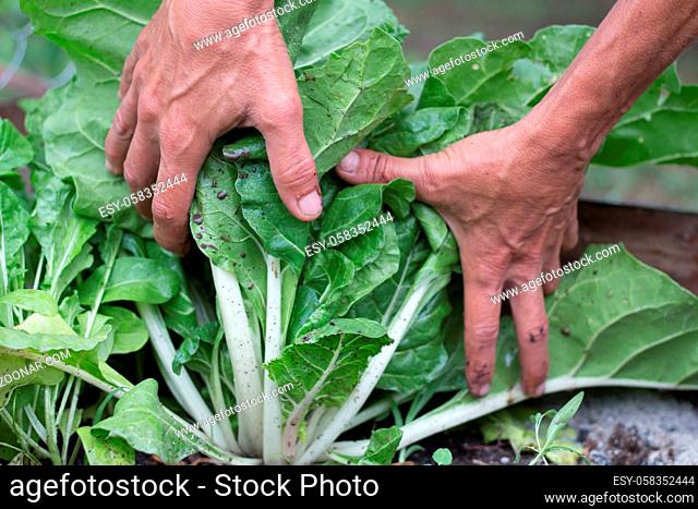 woman's hands harvesting chard in the garden