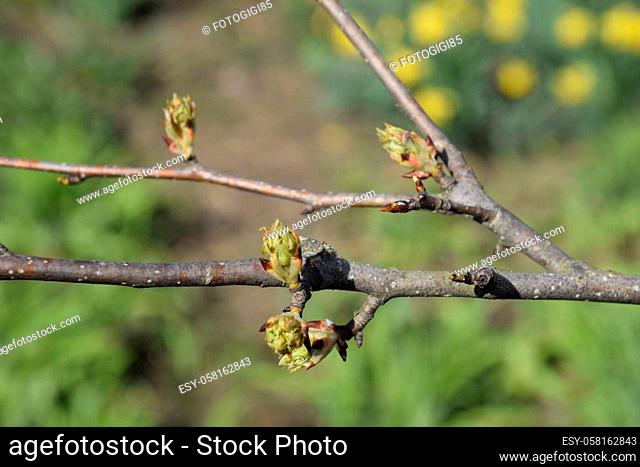 Blossoming buds of pear tree. Dissolve kidney pears. Spring in the garden