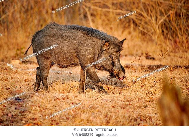 Indian boar, also known as the Andamanese pig or Moupin pig, Sus scrofa cristatus, Kabini, Nagarhole Tiger Reserve, Hassan, Karnataka, India - Kabini, Karnataka