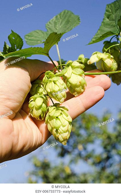 green hops in hand