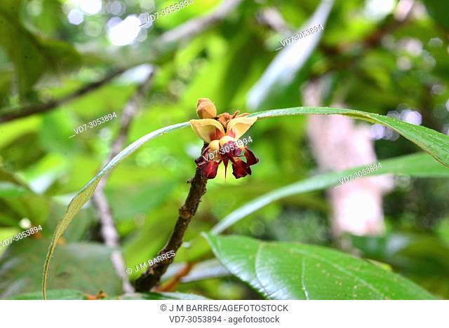Copoazu or cacao blanco (Theobroma grandiflorum) is a tree native to Amazon. Flower detail. This photo was taken in Manaus, Brazil