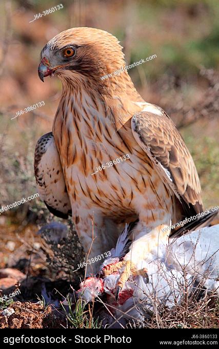 Short-toed eagle (Circaetus gallicus) with a captured pigeon in the Sierra Javalambre natural park. Teruel