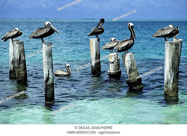 Venezuela, Los Roques Archipelago, sanctuary for birds including the pelican