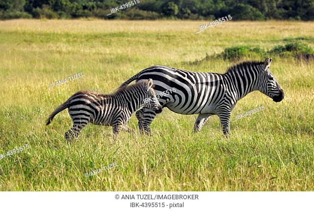 Zebras (Equus quagga), young with mother walking in grass, Masai Mara, Kenya