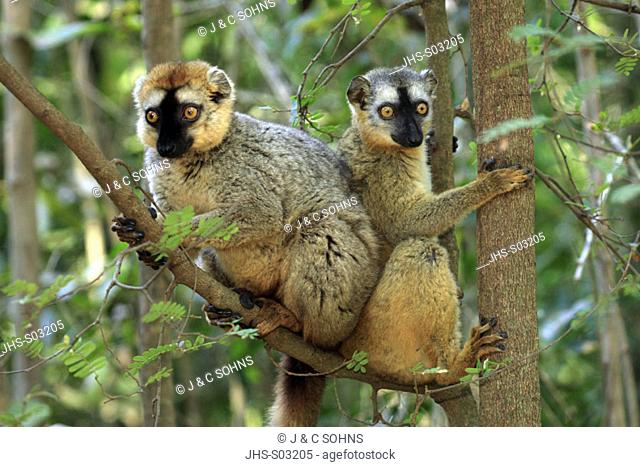 Red Fronted Lemur, Lemur fulvus rufus, Berenty Game Reserve, Madagascar, adult couple on tree