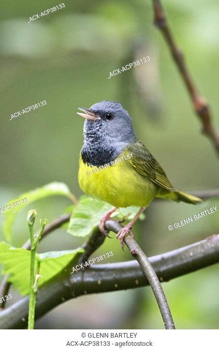 Mourning Warbler Oporornis philadelphia perched on a branch