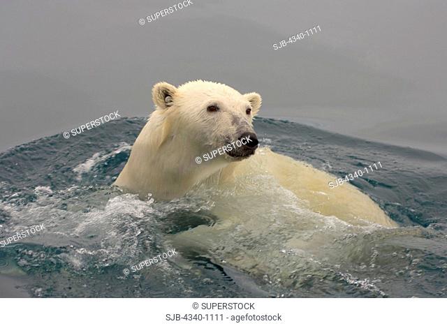 Male Polar Bear Swimming in the Beaufort Sea in Summertime