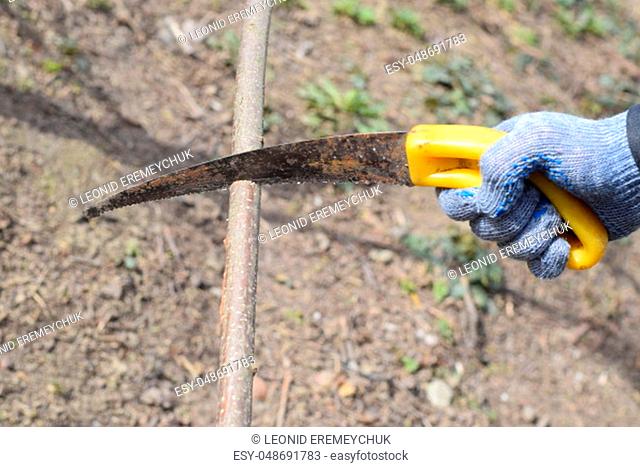 Cutting a tree branch with a hand garden saw. Pruning fruit trees in the garden