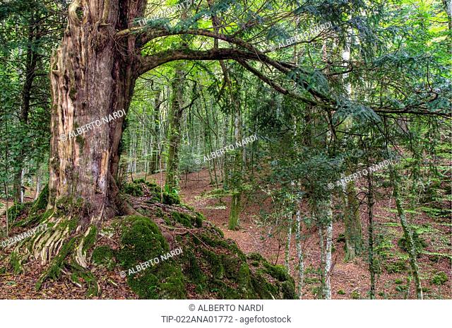 Italy, Puglia, Gargano National Park, Foresta Umbra Nature Reserve - Beech woodland, Yew (Taxus baccata)