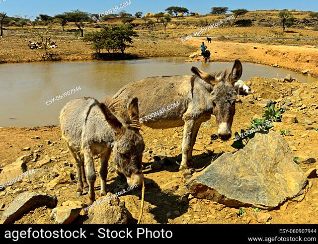 Esel an einer Wasserstelle in den Hawzien Ebene, Tigray, Äthiopien / Donkeys at a watering place in the Hazwien Plain, Tigray, Ethiopia