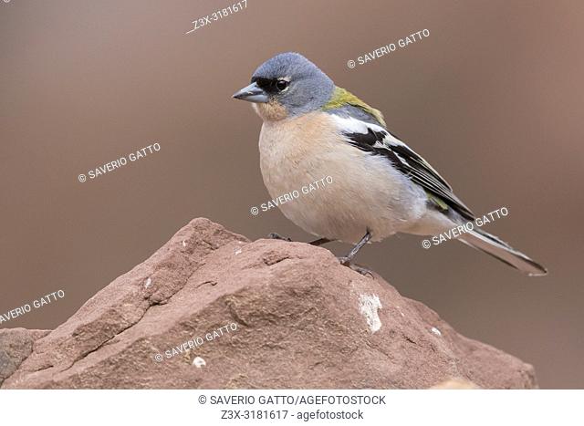 Common Chaffinch (Fringilla coelebs africana), adult male standing on a stone in Morocco