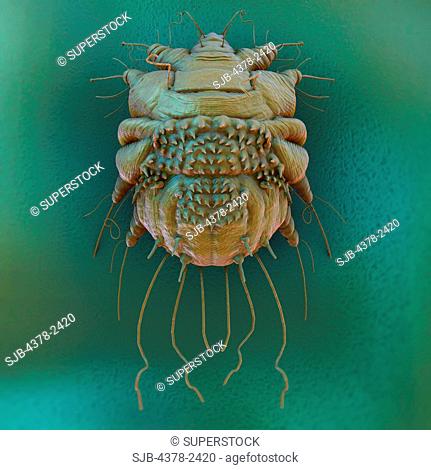 A close up view of the cause of scabies - the mite Sarcoptes scabiei