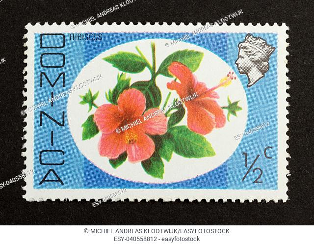 DOMINICA - CIRCA 1980: Stamp printed in Dominica shows a hibiscus, circa 1980
