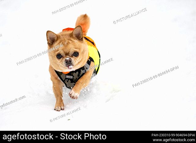 10 March 2023, Bremen: Chihuahua ""Creamy"" runs through the snow. The weather remains mixed in the coming days, but the temperatures are supposed to rise