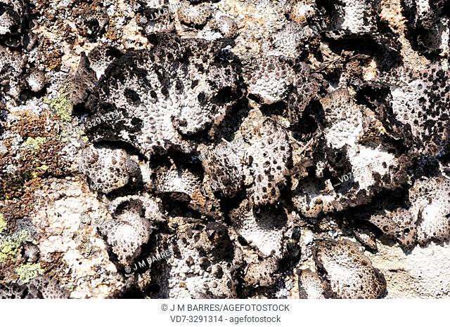 Umbilicaria pustulata or Lasallia pustulata is a foliose lichen that grows on siliceous rocks. This photo was taken in Arribes del Duero Natural Park
