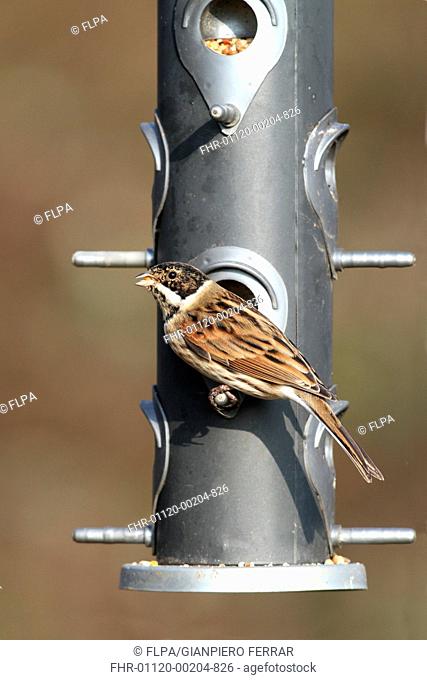 Reed Bunting Emberiza schoeniclus adult male, winter plumage, feeding from hanging birdfeeder in garden, Leicestershire, England, january