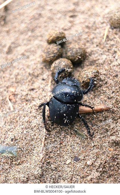scarab beetle, scarab Scarabaeus sacer, with excrement bales