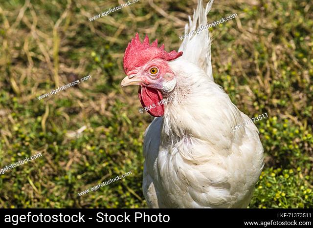 Chicken, farm, Aldein, Radein, South Tyrol, Alto Adige, Italy