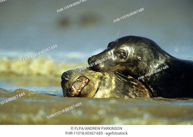 Grey Seal Halichoerus grypus Male pins down female by biting - Donna Nook, Lincolnshire, England