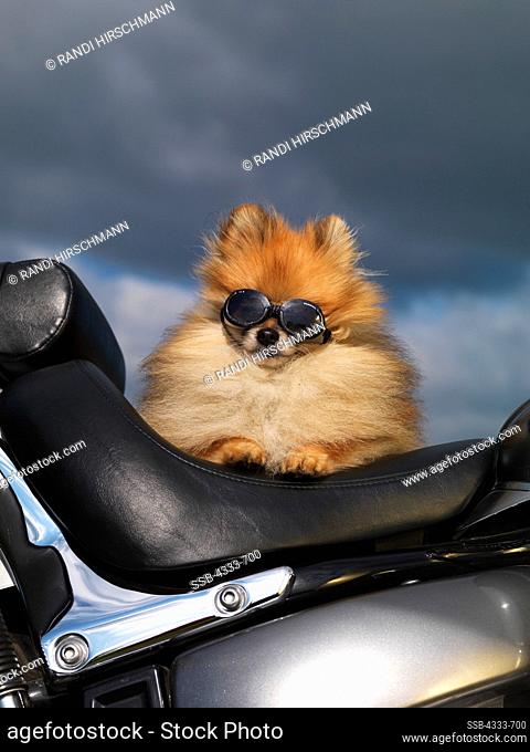 Pomeranian, AKC, 5-year-old 'Switch' photographed riding motorcycle in Palmer, Alaska and owned by Terry and Kim Hollibauch of Wasilla, Alaska