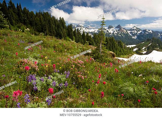 Spectacular mountain meadows with lupines, Magenta Paintbrush, red heather etc. on Mount Rainier, with Tatoosh Range beyond