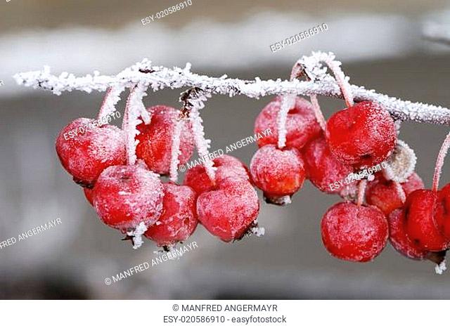 Frozen red apples