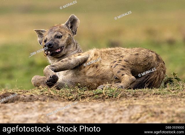 Africa, East Africa, Kenya, Masai Mara National Reserve, National Park, Spotted hyena (Crocuta crocuta), adult, resting on the ground at the entrance of the den