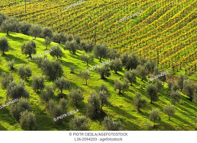 Olive grove and vineyard, Tuscany, Italy