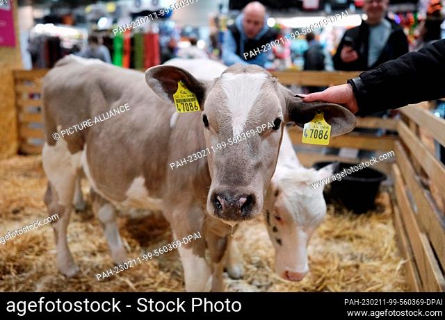 11 February 2023, Saxony, Leipzig: Calves are exhibited in a hall of the fair ""House-Garden-Friday"". After a two-year break, the public fair from 11